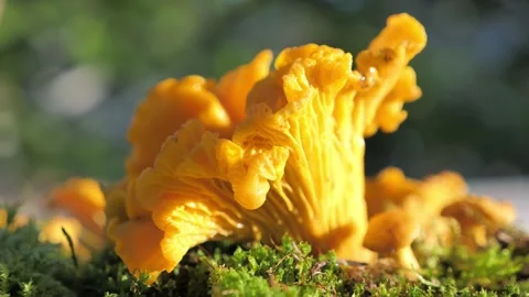 Lose Up Of Overhead View Fresh Raw Chanterelle Mushrooms From Forest Stock Footage 147012001