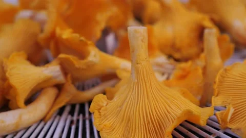 Lose Up Of Overhead View Fresh Raw Chanterelle Mushrooms From Forest Stockbeeldmateriaal 147012967