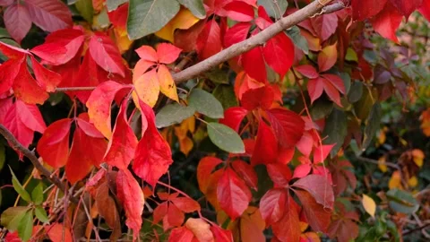 Lose Up Shot Of A Bush Covered With Different Shades Of Red Leaves .Static Shot. Stock Footage 166840242