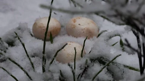 Lose-up video of champignon. Video stock 321746863