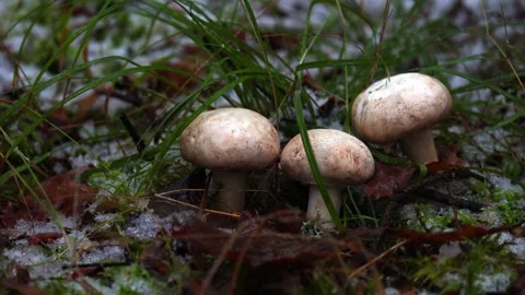 Lose-up video of champignon. Stock Footage 321746883