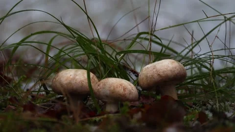 Lose-up video of champignon. Video stock 321746888