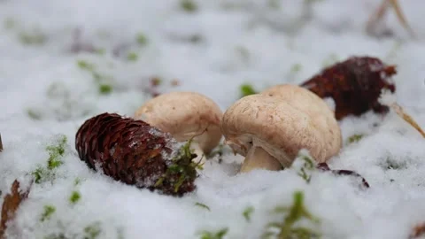 Lose-up video of champignon. Stock Footage 321746889