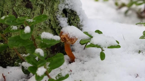 Lose-up video of champignon. Stock Footage 321746897