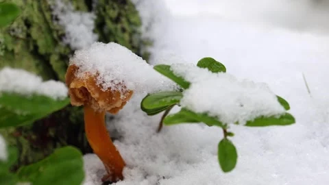 Lose-up video of champignon. Stock Footage 321746909