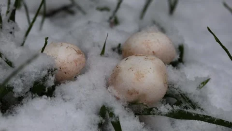 Lose-up video of champignon. Stock Footage 321746917