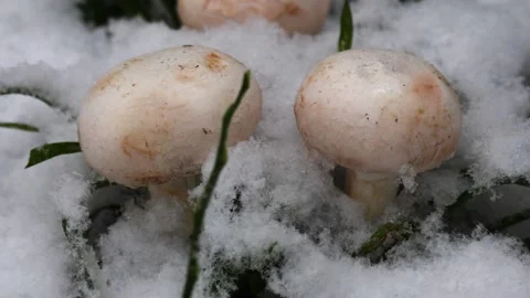 Lose-up video of champignon. Stock Footage 321746927