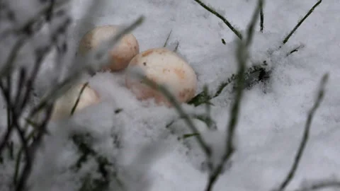 Lose-up video of champignon. Stock Footage 321746943