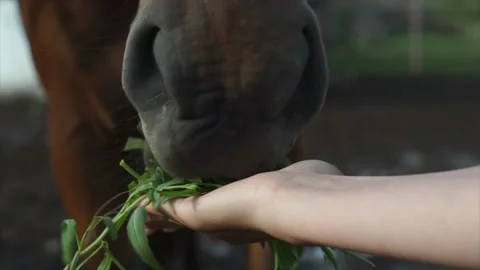 Лошадь кушает / the horse eats a grass Stock Footage
