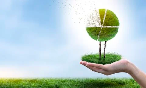 Loss of market share The pie chart is a growing green tree and falls into a b Stock Photos