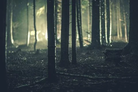 Lost Aged Typewriter in a Forest. 库存照片