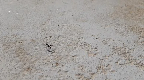Lost ant on a white floor 库存照片