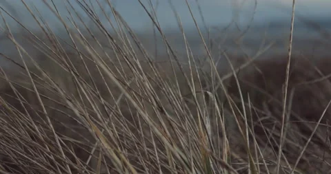 Lost Beachfront 4K 0002 Stock Footage 228923394