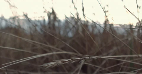 Lost Beachfront 4K 0008 Stock Footage 228935157