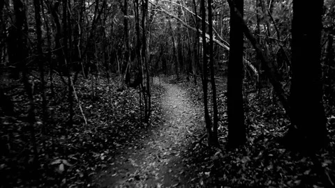 Lost in the Black and White Forest Stock Footage 315208251