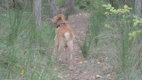 Lost brown dog wandering through a dense forest surrounded by lush greenery 스톡 동영상 288831205