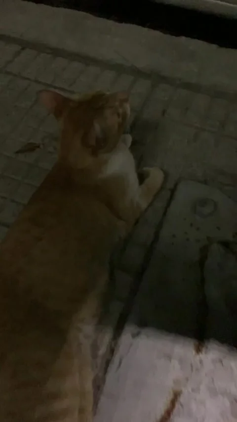 Lost Cat Found Under Its Own Missing Sign, Buenos Aires, Argentina - 14 Feb 2022 Stock Footage 205416264