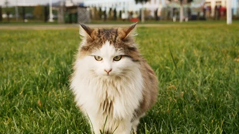 A lost cat sits on the grass looks in different directions and meows Stock-Footage 123372196