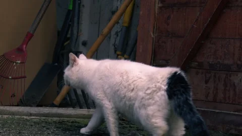 Lost cat walks into garage Stock Footage 263909719
