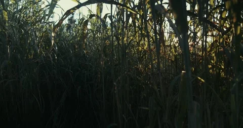 Lost in the corn field at the sunset 動画素材 221872239