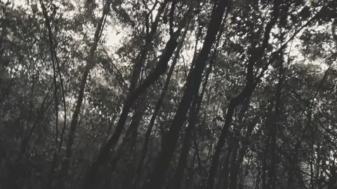Lost in the Dark Forest Stock Footage 315208274