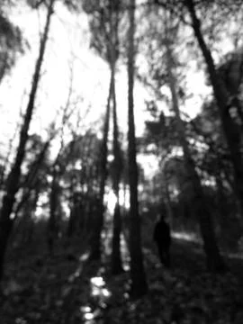 Lost in the dark forest Stock Photos