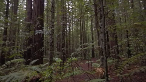 Lost deep in the forest 스톡 동영상 118989508