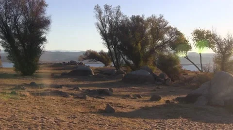 Lost dog barks Video stock 44020855