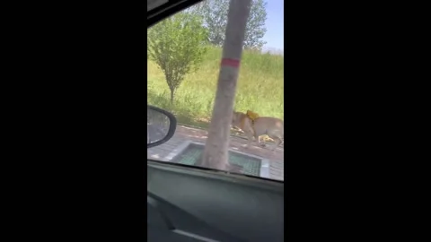 Lost Dog Miraculously Keeps Pace with Car in Parallel Run in Hebei, China Stock-Footage 276617030