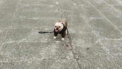 Lost dog with the owner Stock Footage 104709753