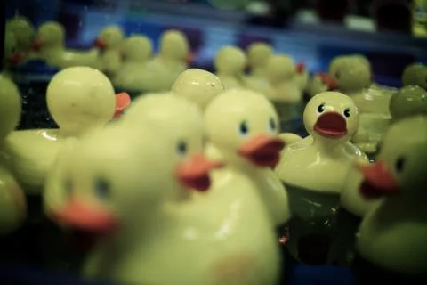 Lost Duckling Stock Photos