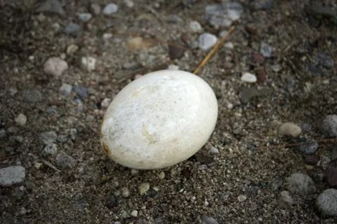 Lost egg Stock Photos
