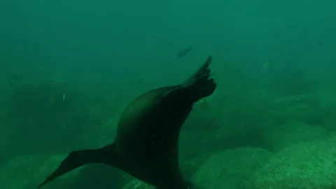 Lost in emerald currents a sea lion swims near Baja California Stock Footage 312530005