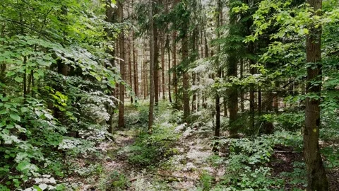 Lost in forest, dark dense, green, forest, woodland, biodiversity, branches Stock Footage 346752215