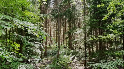 Lost in forest, dark dense, green, forest, woodland, biodiversity, branches Stock Footage 346752504