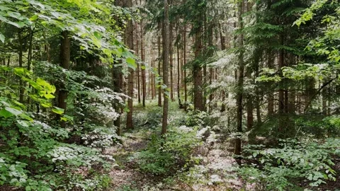 Lost in forest, dark dense, green, forest, woodland, biodiversity, branches Stock Footage 346752519
