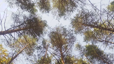 Lost in the forest Stock Footage 142282483