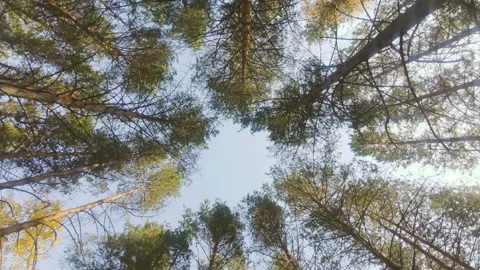 Lost in the forest Stock Footage 142284968