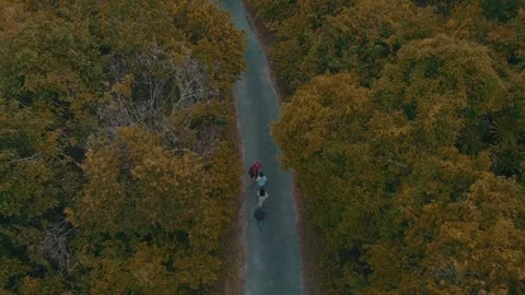 Lost in forest 動画素材 196446489