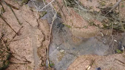 Lost in the Forest Video stock 235025804