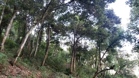 Lost in forest Video stock 276914320