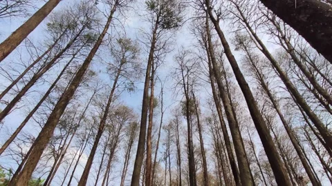 Lost in Forest look up the sky Video stock 171272725