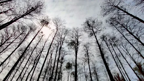 Lost in Forest look up the sky Video stock 171272831