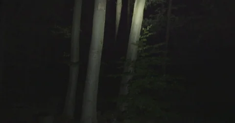 Lost in the Forest at Night Vídeos de archivo 80498662