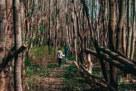 Lost in a forest where a hurricane tumbled down a lot of trees Stock Photos