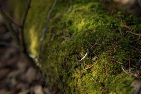 Lost gold ring in the moss Stock Photos