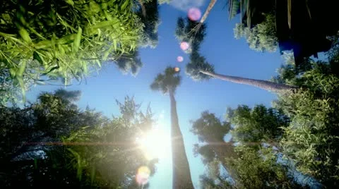 Lost in the jungle Stock-Footage 12765677