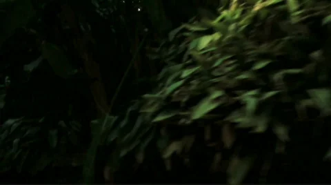 Lost in the jungle - HD Stock Footage 514845