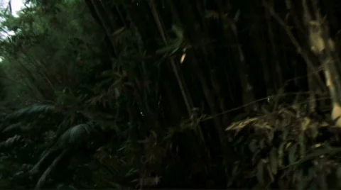 Lost in the jungle - HD Stock Footage 514864