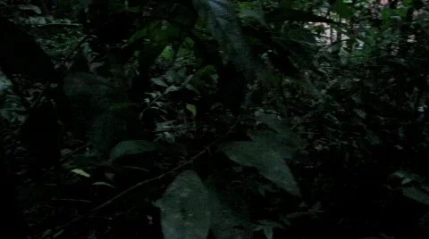 Lost in the Jungle (HD) Stock Footage 538586